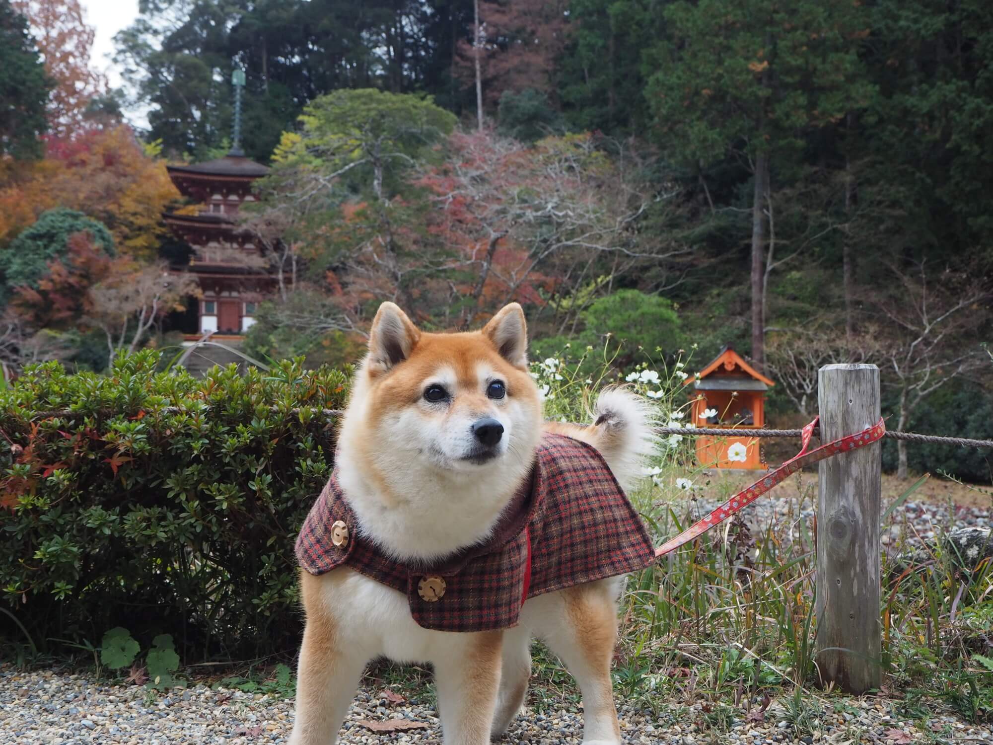 古都・京都のドッグカフェに愛犬とお出かけしよう！